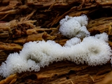 Ceratiomyxa porioides breitet sich flächig in wabenartigen Rosetten aus. Oft weiß, aber auch gelb.